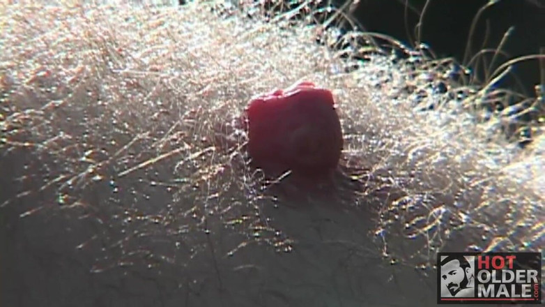 Pantheon men: Bear Oasis: Beruang 3 Hala