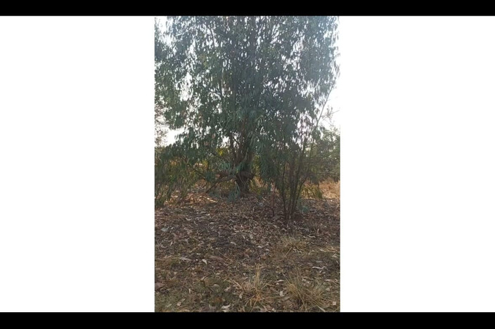 Mr_african: Stavo cercando di trovare un posto giusto nella foresta per...