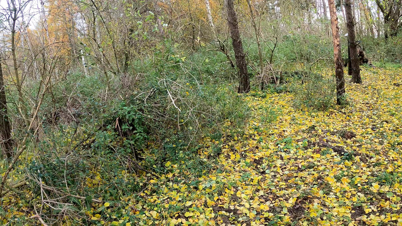 Bouncy Tits Action: 来吧，脱掉你的衣服