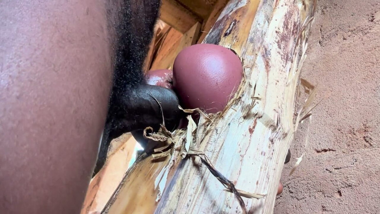 Bangcum8: Der arsch ist sehr süß in meinem gefängniszimmer