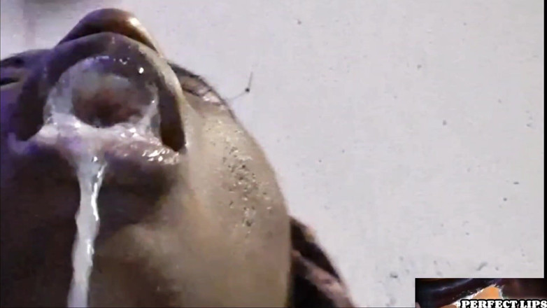 MS Perfect Lips: Perfect Lips-extra Sloppy POV Deepthroating Dick!!!