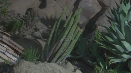 Hand Lotion Studios: Zenci kız arkadaş Meksikalı erkek arkadaşını ziyaret etti ve açık...