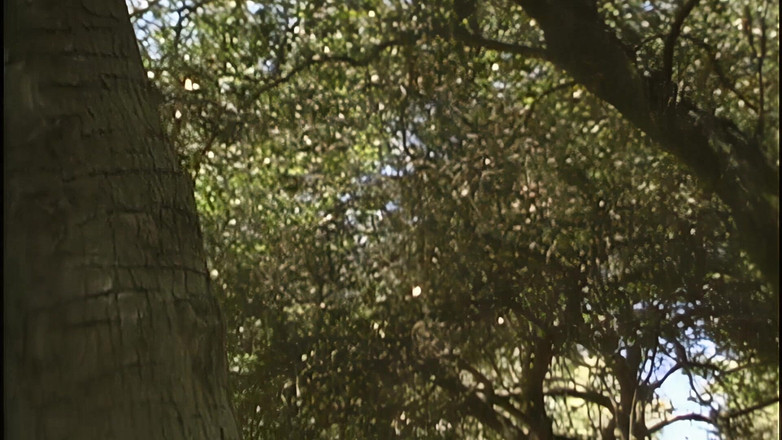 Lesbian Tales: Sesi ngentot lesbian mesum di tengah hutan