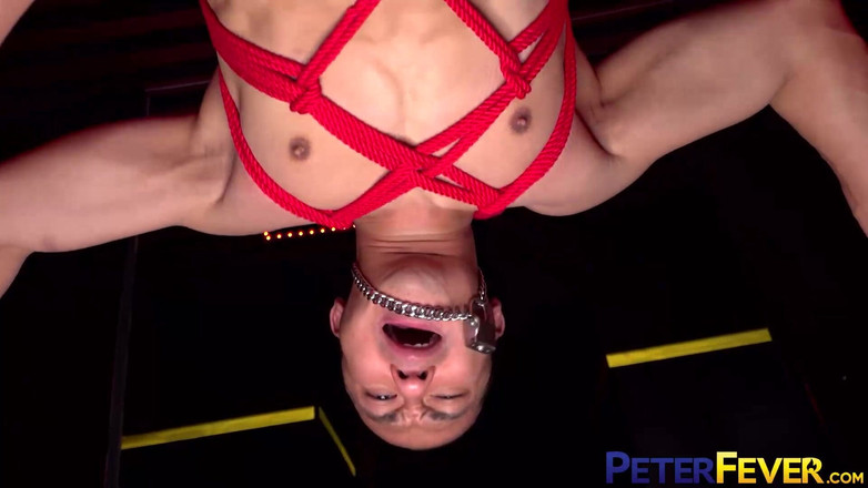 Peter Fever: Peterfever는 화요일 5 일시 중단 된 불신을 묶어