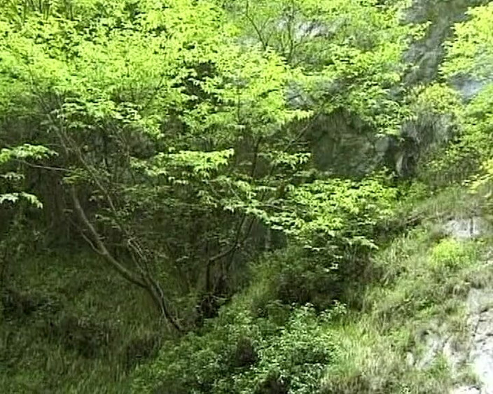 Busty German Sluts: Ohromující německé děvky sdílení ptáka v lese