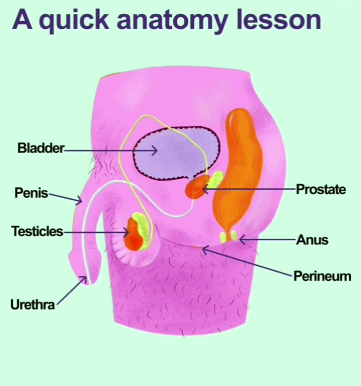 MaleModel: Prostate Orgasams Anal