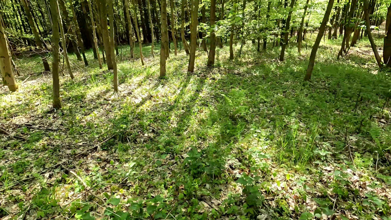 Bouncy Tits Action: Ass, Pussy and Tits Whipping in the Woods