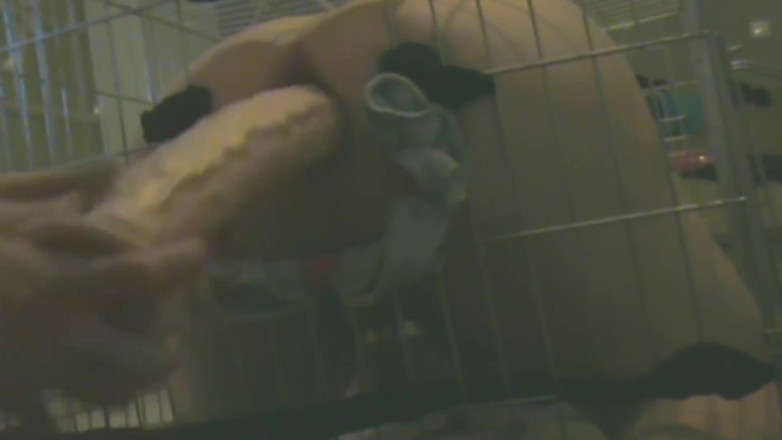 No limit cbt slave: Slave in Cage Gets Anal Used