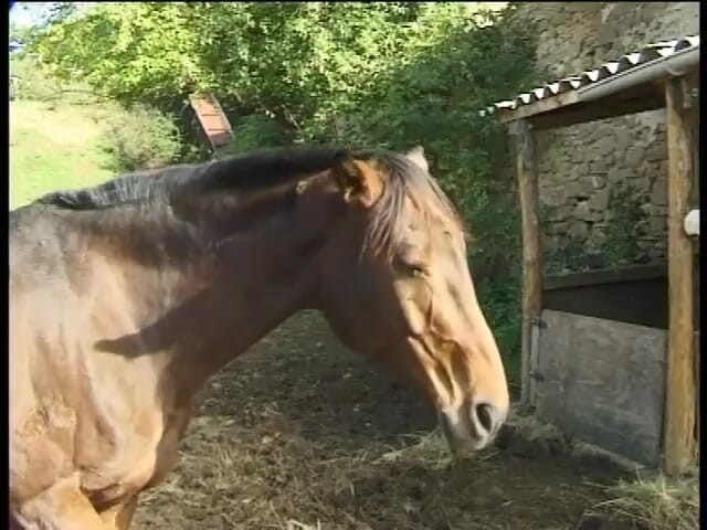 Forte porno TV xxx - (Just the best full movies): द नाइट्स ऑफ सेक्स - (पूरी फिल्म)