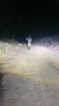 Anne Steele Nude Flashing on Road