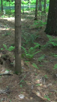 Syrian Refugee Sex in Park