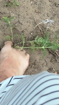 Dirty Feet in the Garden