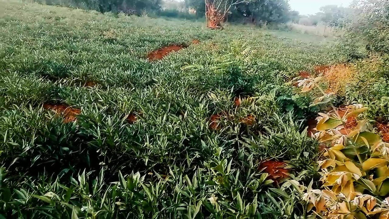 Judith xxx: 내 최신 비디오