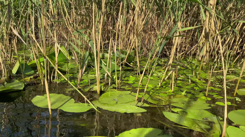 Boob_World: Stop Swimming and Fuck Me - Real Outdoor Sex 4K
