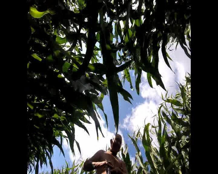 Andy: Spacer kukurydzy