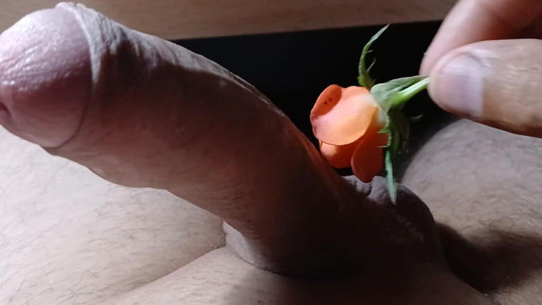 AlexCat: Wild Rose zo mooi.