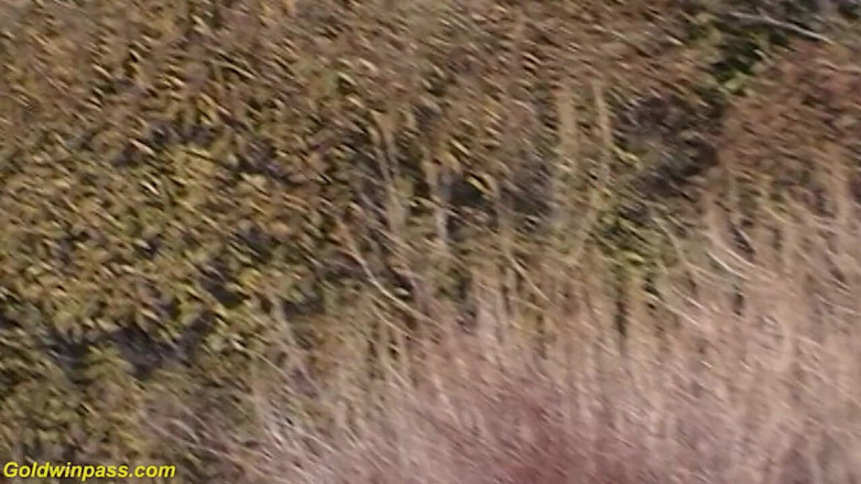 Goldwin pass: Monster tit milf picked up for outdoor fucking