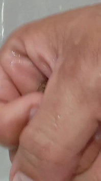 Straight Grandpa Cleaning the Cum off His Huge Dick with Phimosis.