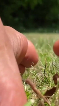 Stepmommy Barefoot Outside Plays in the Grass