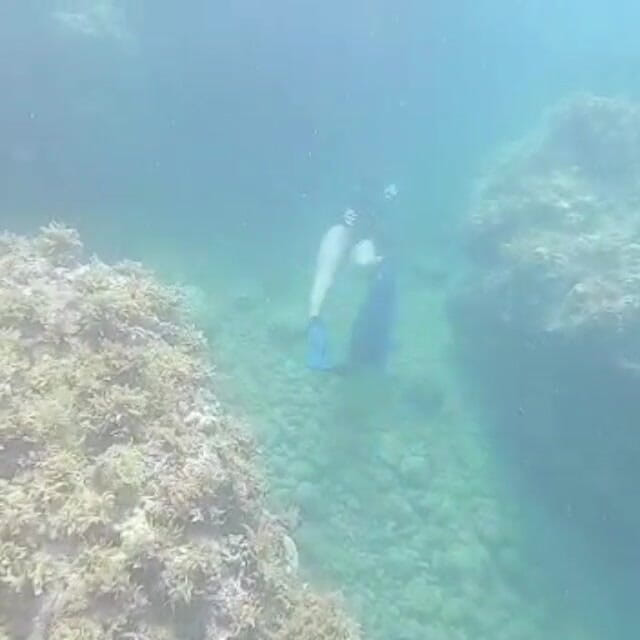 creamberryfairy: Ima sirena