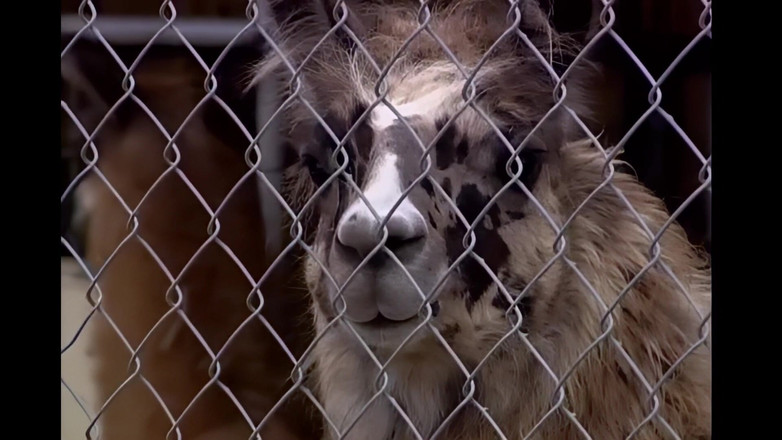 The BronX: Brittney wird hart von einem großen Schwanz gefickt