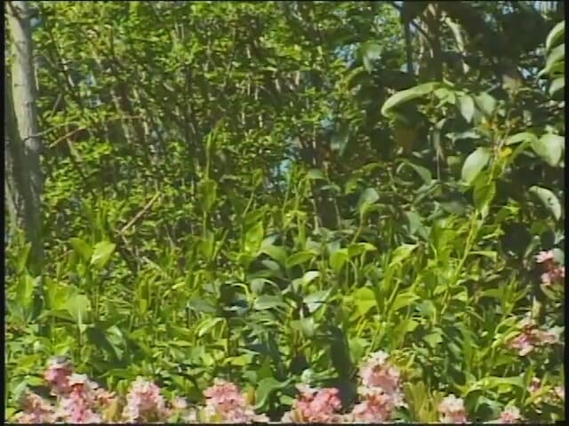 Hot Girlz: Natürliche freundin mit dicken titten wird geleckt und leidenschaftlicher lesbensex...