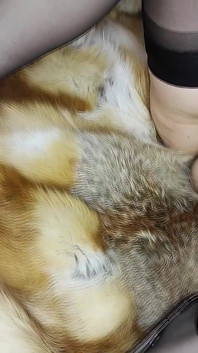 I Wear a Sable Fur Coat and Suck Cock on a New Fox Fur Blanket with Cumshot on My Vintage Stockings and Thick Fur
