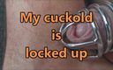 Cuckoby: Cuckold is locked up and Wife fucks with bull