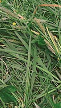 Tôn thờ nữ thần thu hoạch