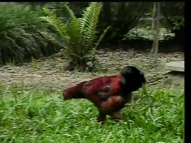 Shemales Tales: Sexy shemale with nice tits gives and takes cock outdoors