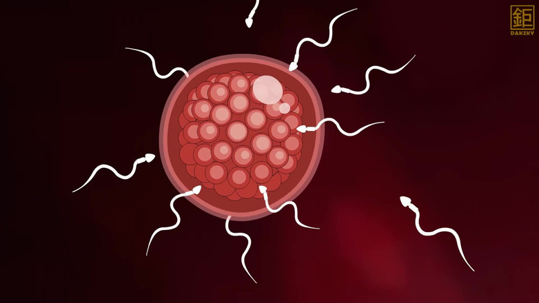 Dakzky: Recompense în dormitor