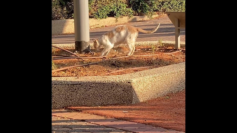 Alex Igogo: Alex Art