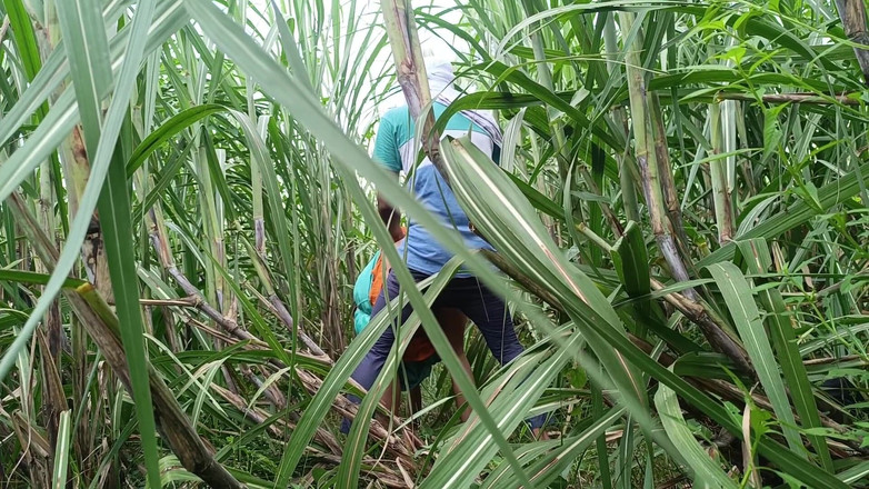 Asha Devi: Anh rể đưa chị dâu vào rừng và đụ cô ấy rất nhiều