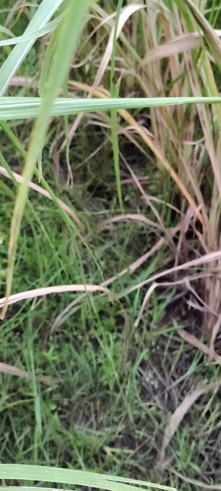DesiXNexon: Masturbating in the Sugarcane Field