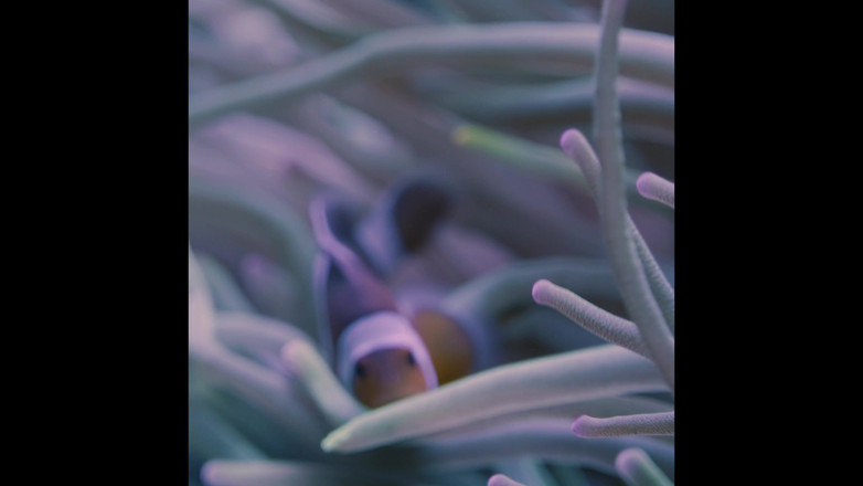 Great J: アジアの男密接にカメラの前で彼のコックを遊んでながら彼のストレートdesi友人が見ている