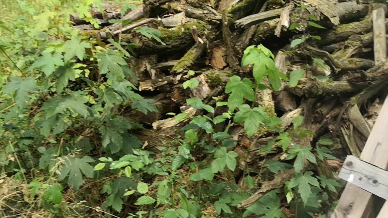 Bouncy Tits Action: A day in the woods - tit whipping