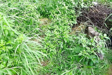 Gangbang straight: Kafia Přítel chčije v zelené trávě