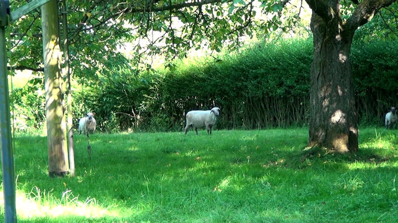 Deutschland Porno X: Gospodine excitate orgie cu penetrare dublă