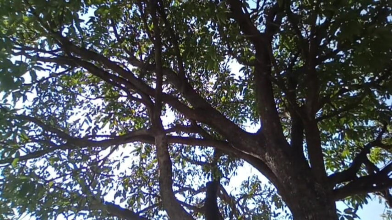 HotboyIndian: Wielki mango gorący chłopiec indyjski