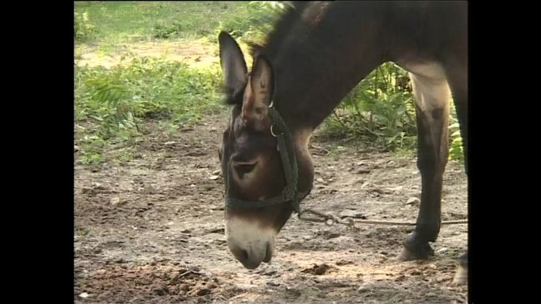 XTime Vod: В деревне всегда есть желание потрахаться на улице