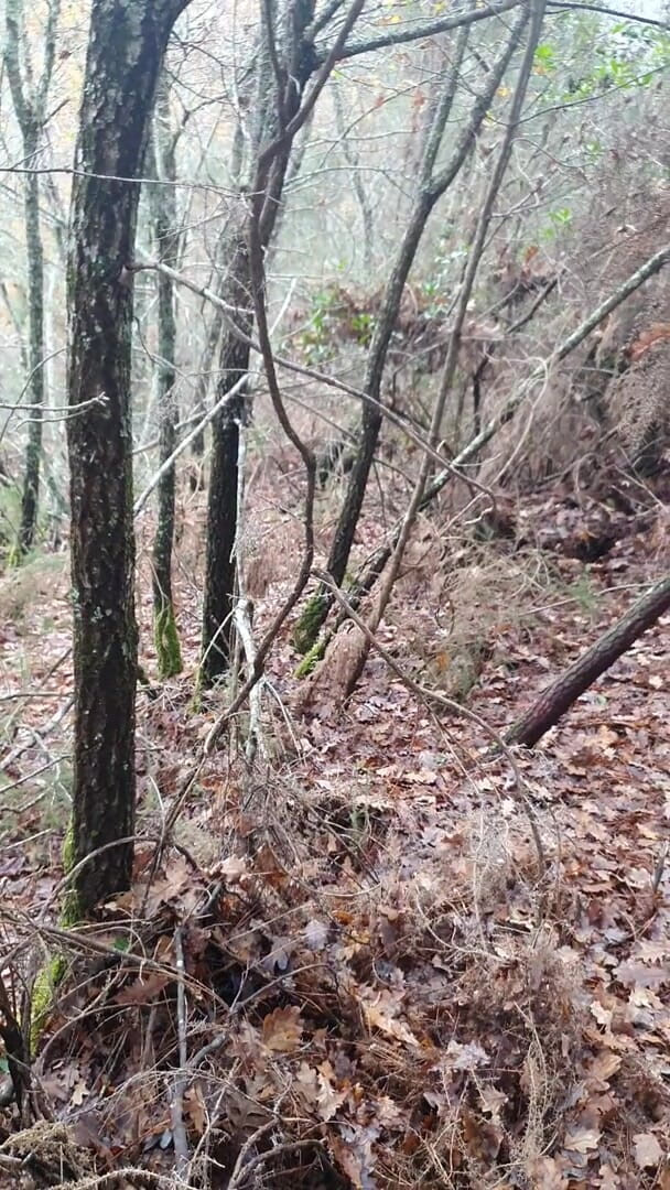 Timmyboy: Timmyboy, šla jsem si zaběhat do lesa a jsem nadržená