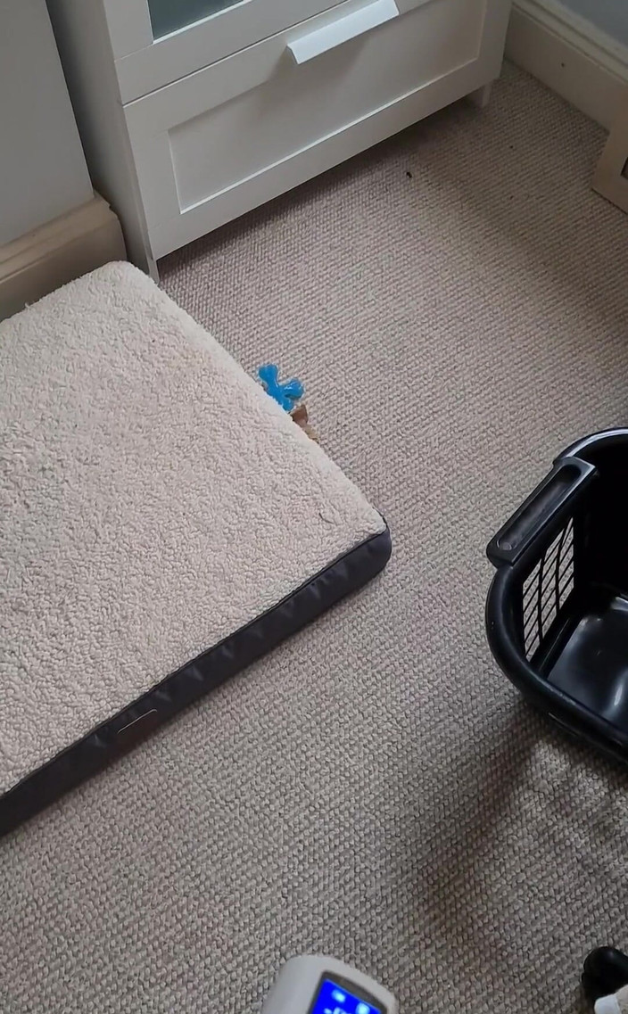 Amadeus: Bơm giờ ăn trưa