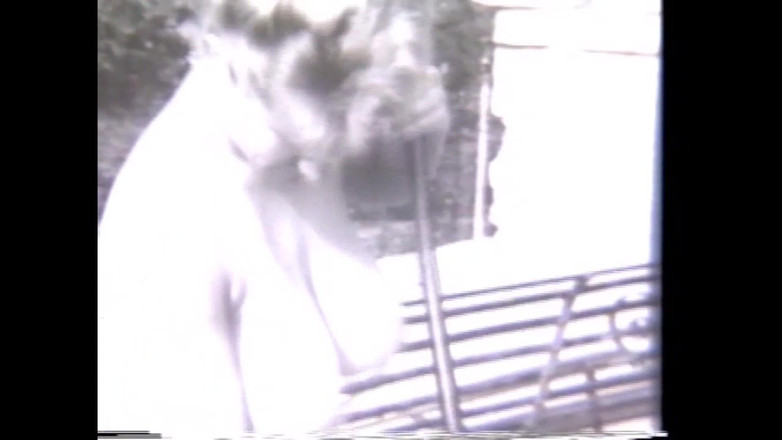 The Unforgettable: 挑発的な大きな胸