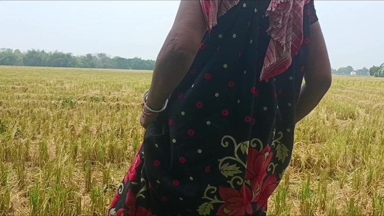 my house: Pee of the Village in Outdoor Field of Paddy Cutting...