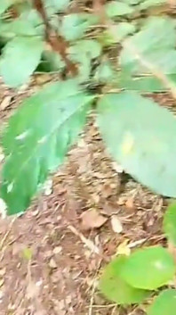 Outdoor Bath and Fun in the Jungle.