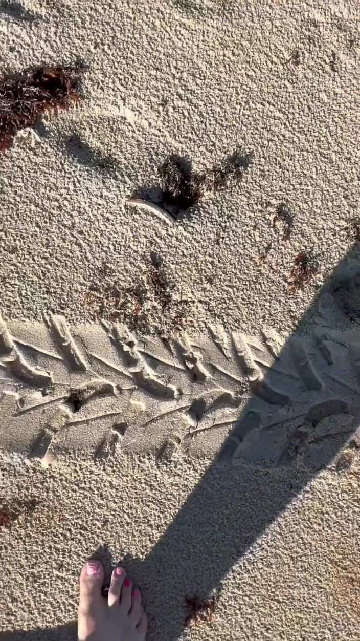 Peppermint Giantess: Comparación de talla 16 pies con impresiones de arena en la...