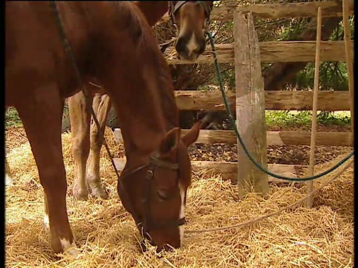 Forte porno TV xxx - (Just the best full movies): Le contrat de la honte