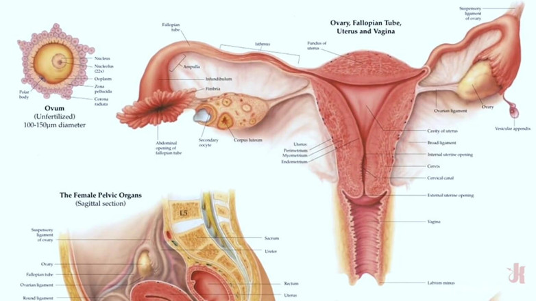 Everything Butt by Kink: Buttfucking Is the Best Birth Control