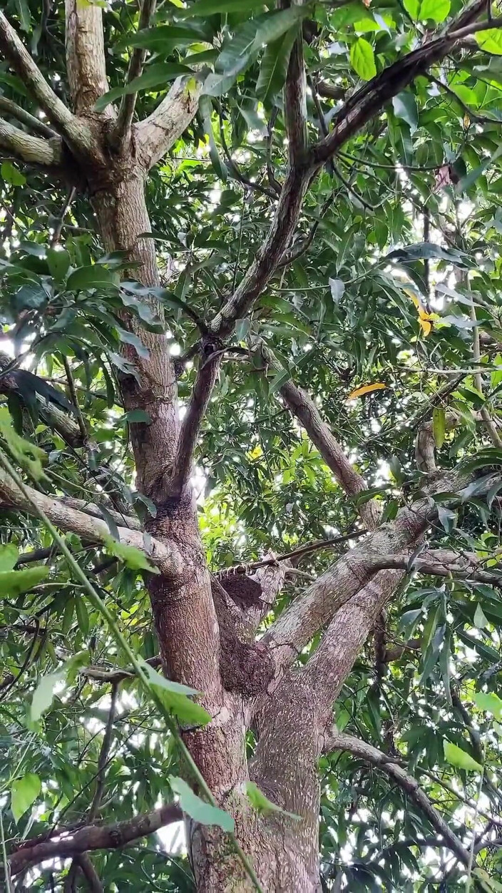 BLACKSHOOTERR: Under the Tree Fucking Him Real Good
