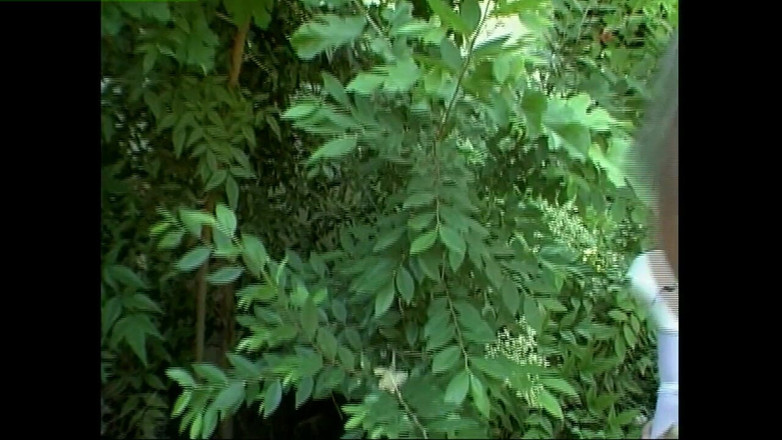 Heatwave Porn: Munge il perizoma, Parte 5